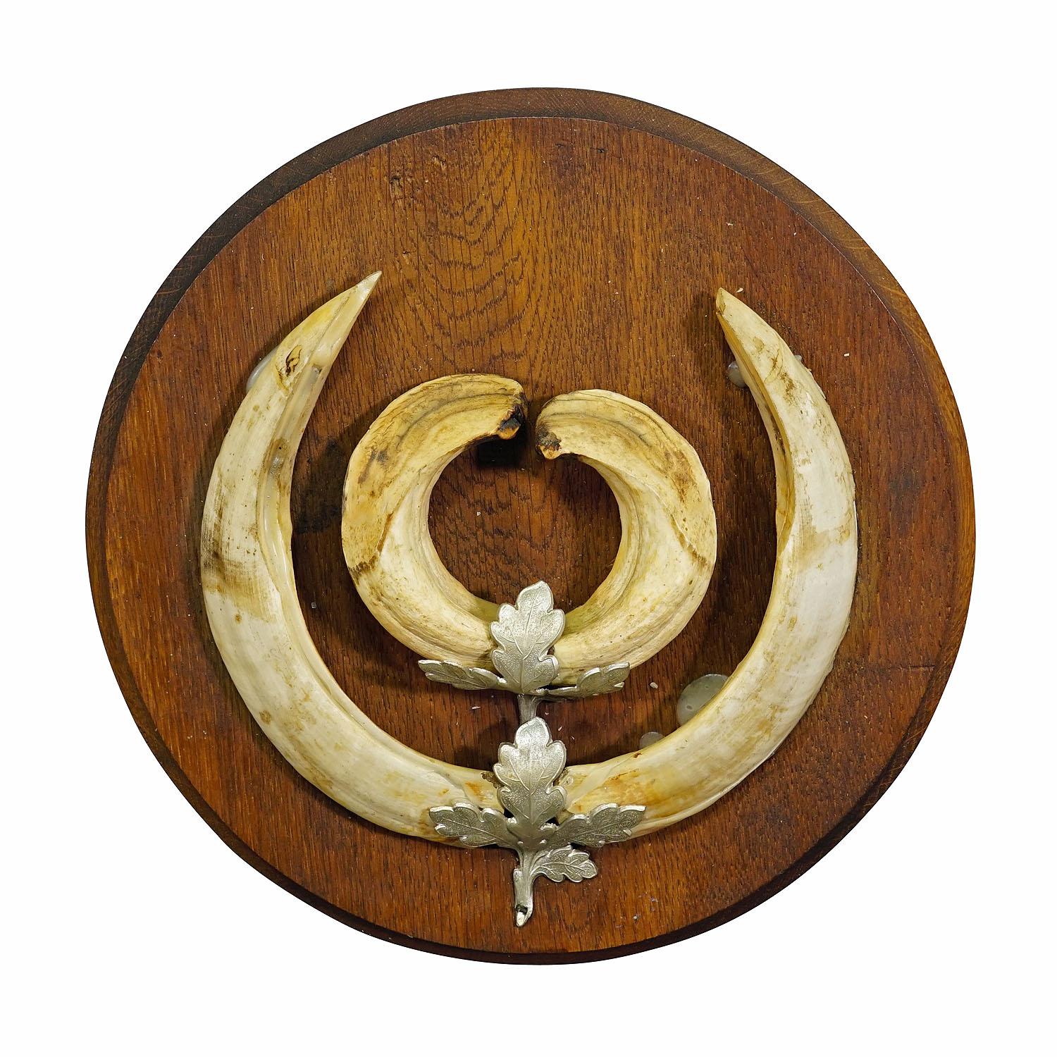 Vintage Wildschweinzahn-Trophäe auf Holztafel, Deutschland 1950er Jahre
Artikel e6932
Schwarzwälder Wildschwein (Sus scrofa) Trophäe auf Holzplatte. Die Zähne sind mit zwei Metallbeschlägen verziert, auf denen Eichenblätter abgebildet sind. Das