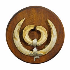 Vintage Wild Boar Teeth Trophy on Wooden Plaque, Germany 1950s