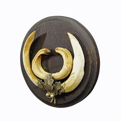 Vintage Wild Boar Teeth Trophy on Wooden Plaque, Germany 1950s