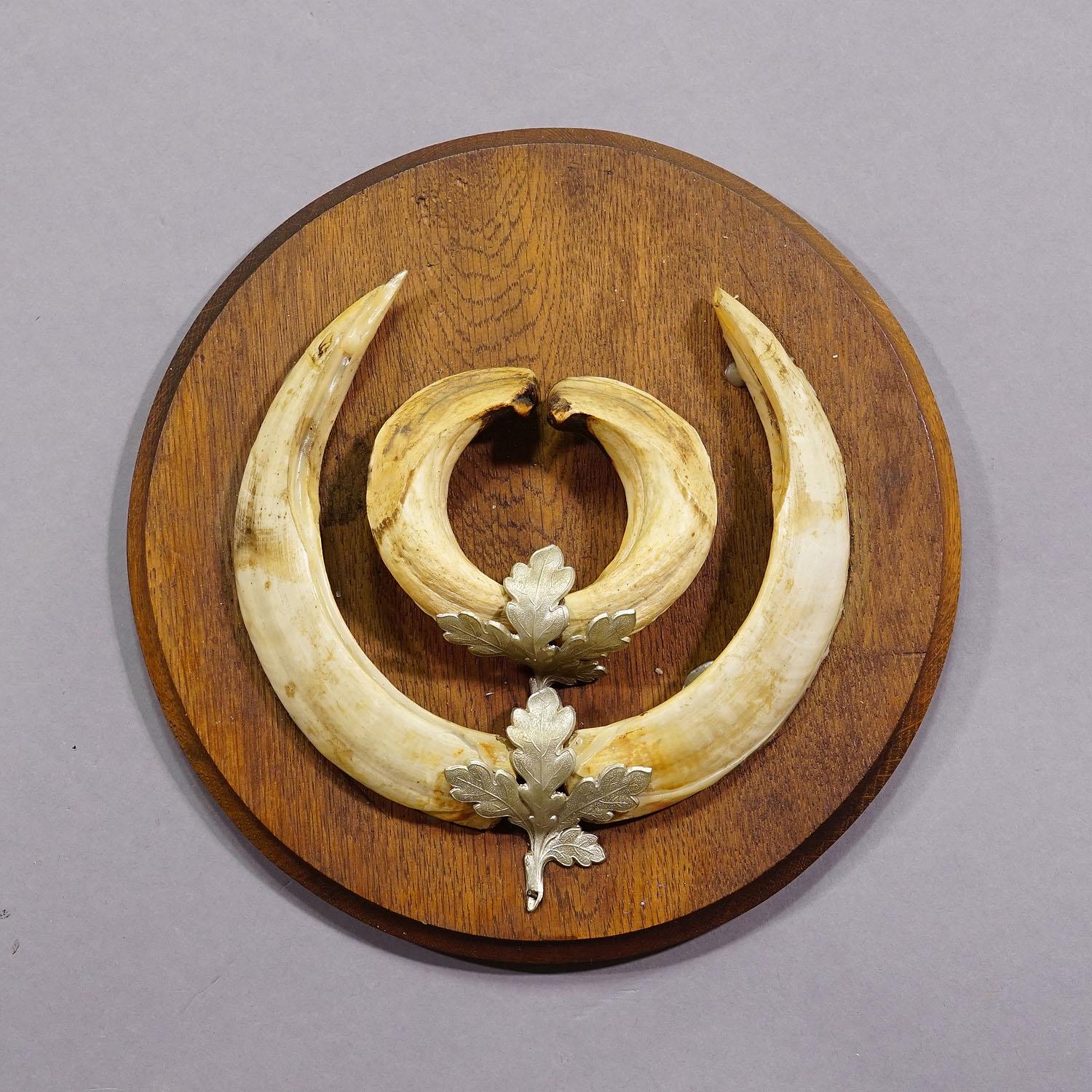Vintage Wildschweinzahn-Trophäe auf Holztafel, Deutschland 1950er Jahre (Schwarzwald) im Angebot