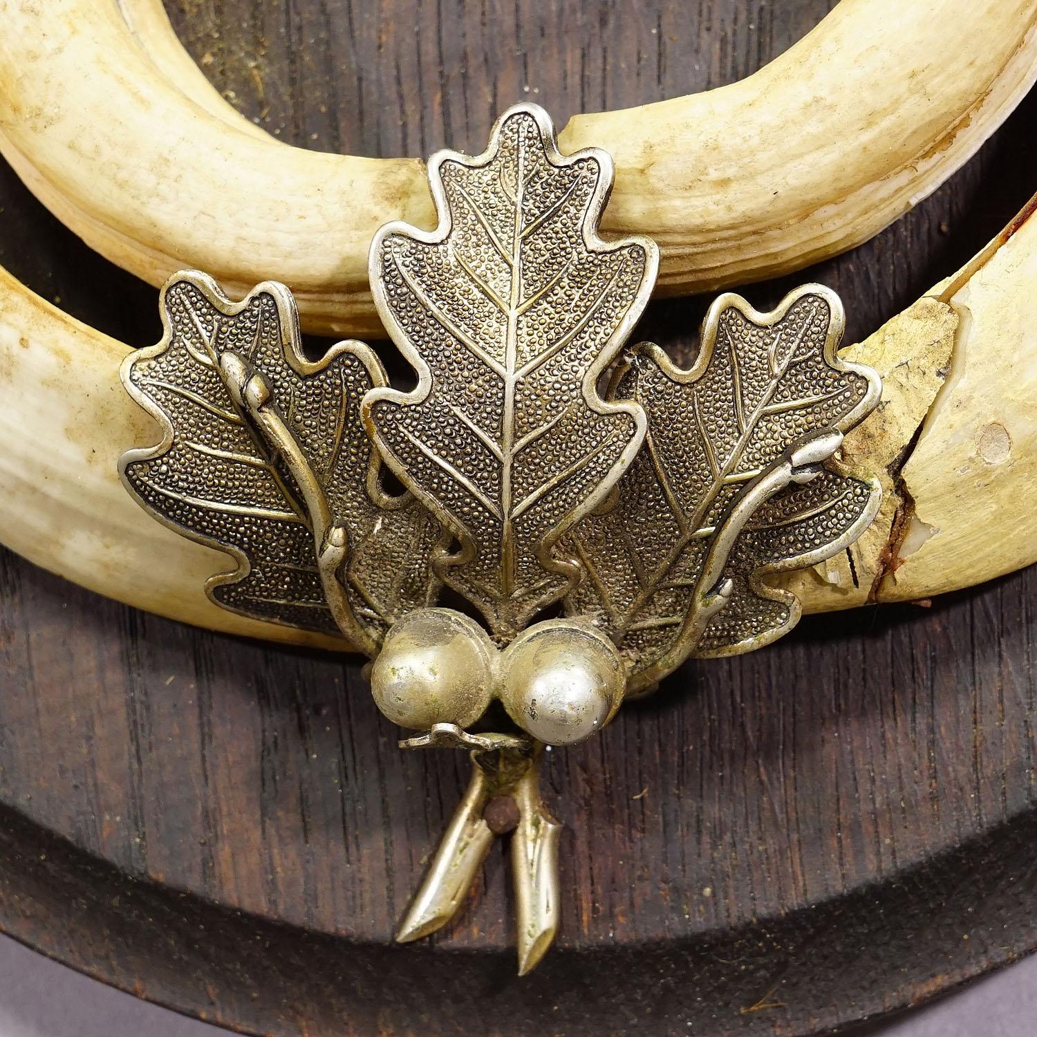 Vintage Wildschweinzahn-Trophäe auf Holztafel, Deutschland 1950er Jahre (20. Jahrhundert) im Angebot