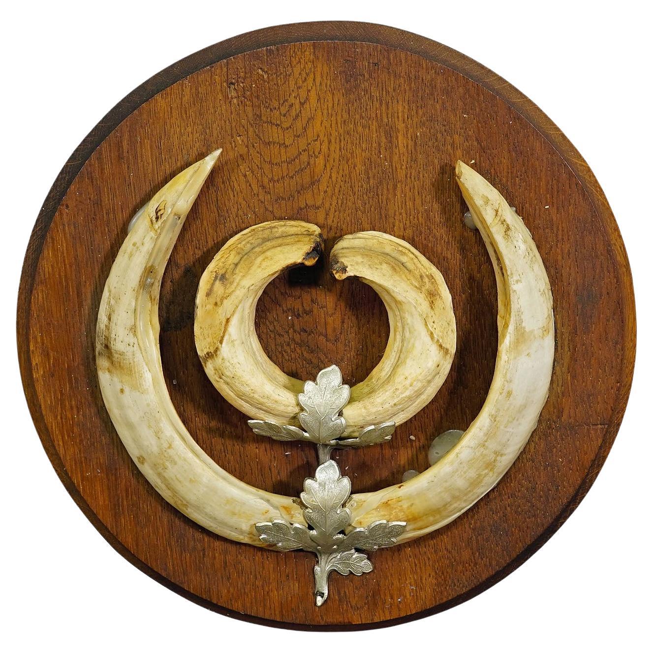 Vintage Wildschweinzahn-Trophäe auf Holztafel, Deutschland 1950er Jahre