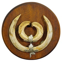 Trofeo d'epoca con denti di cinghiale su placca di legno, Germania, anni '1950