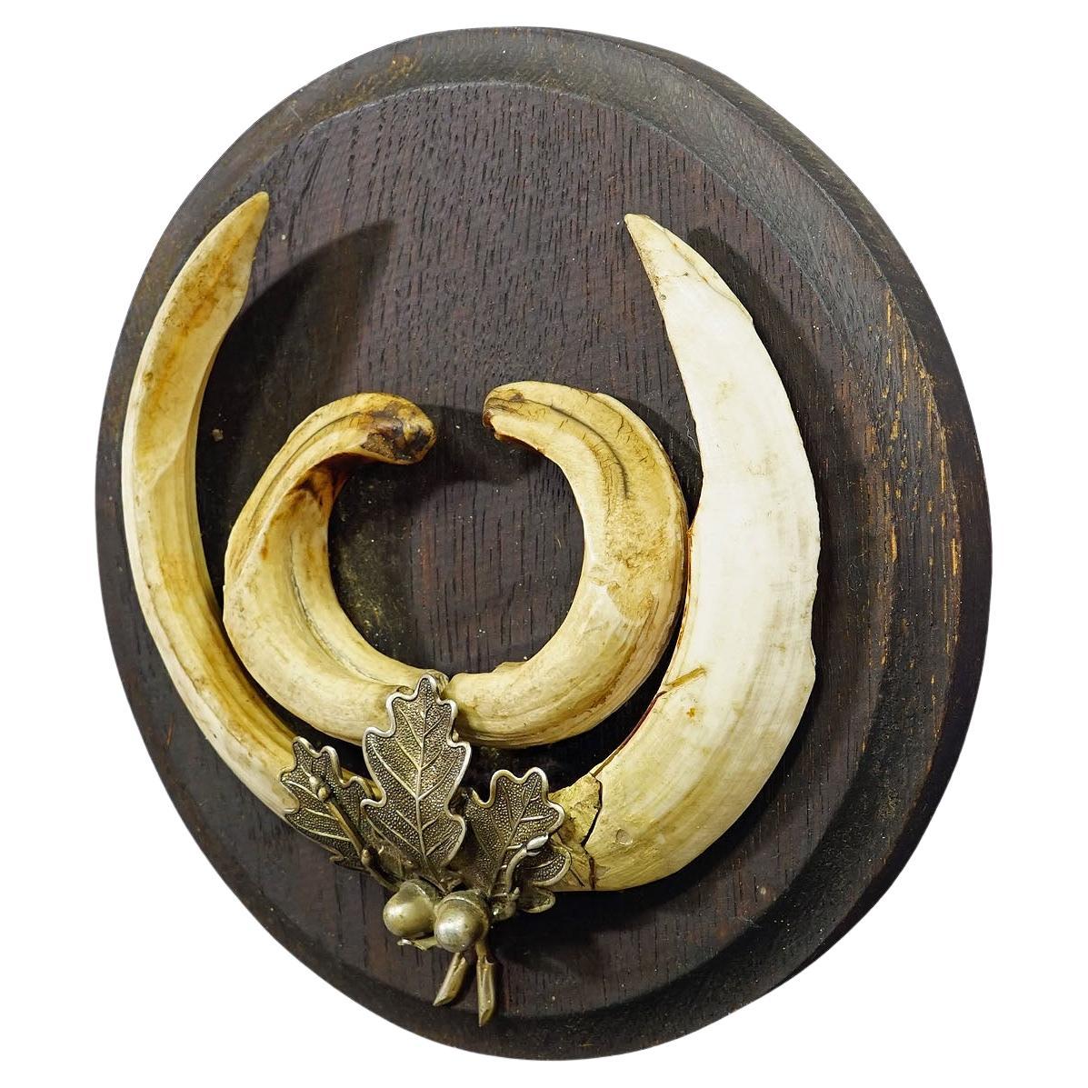 Vintage Wild Boar Teeth Trophy on Wooden Plaque, Germany 1950s