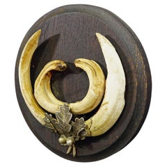 Trofeo Vintage Dientes de Jabalí sobre Placa de Madera, Alemania Años 1950