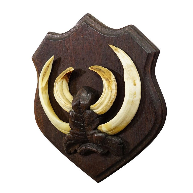 Stemma Per Trofeo Di Caccia In Legno Di Quercia - Diametro 15 Cm, Per Denti Di Cinghiale - Foto 9