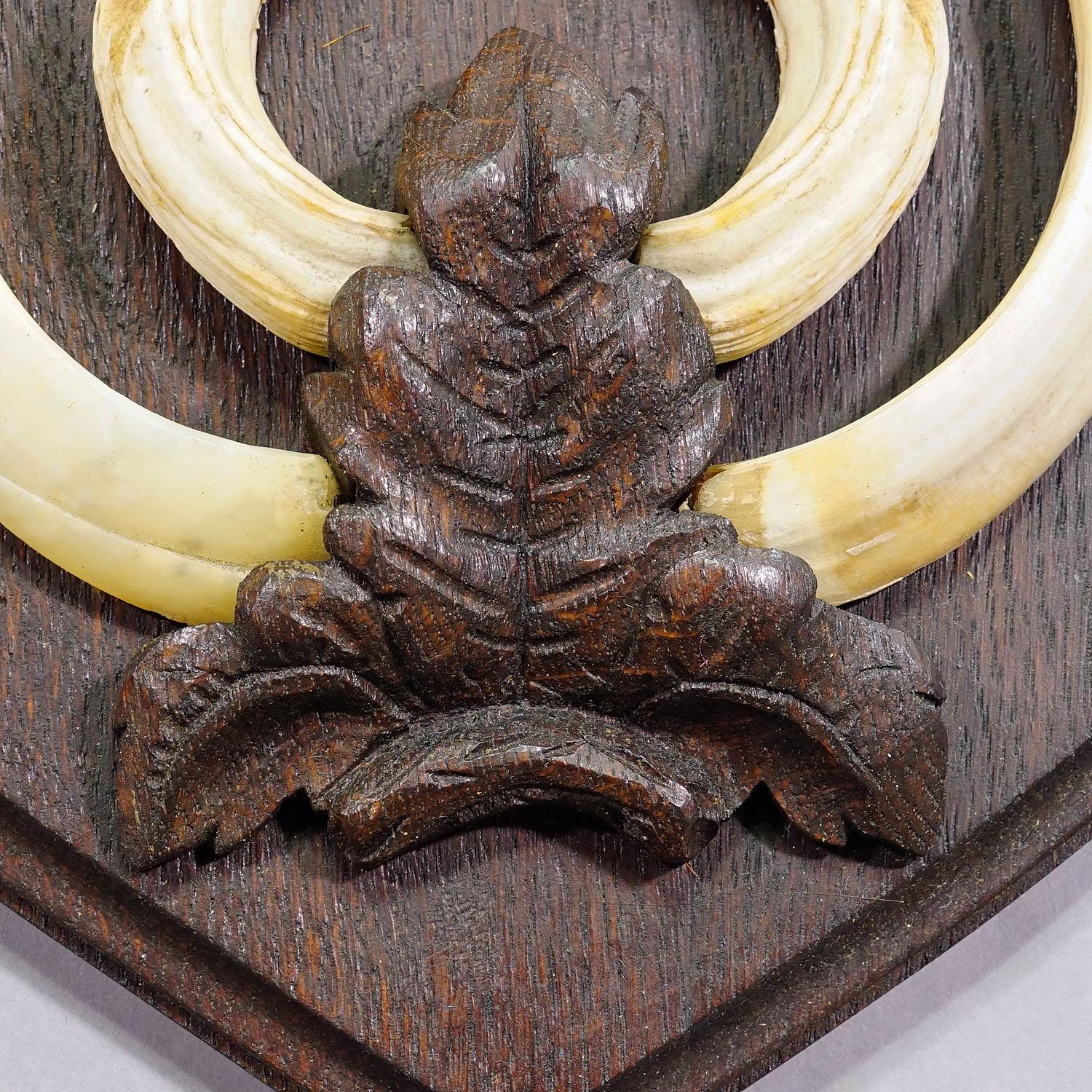 20th Century Vintage Wild Boar Teeth Trophy on Wooden Plaque, Germany 1956 For Sale