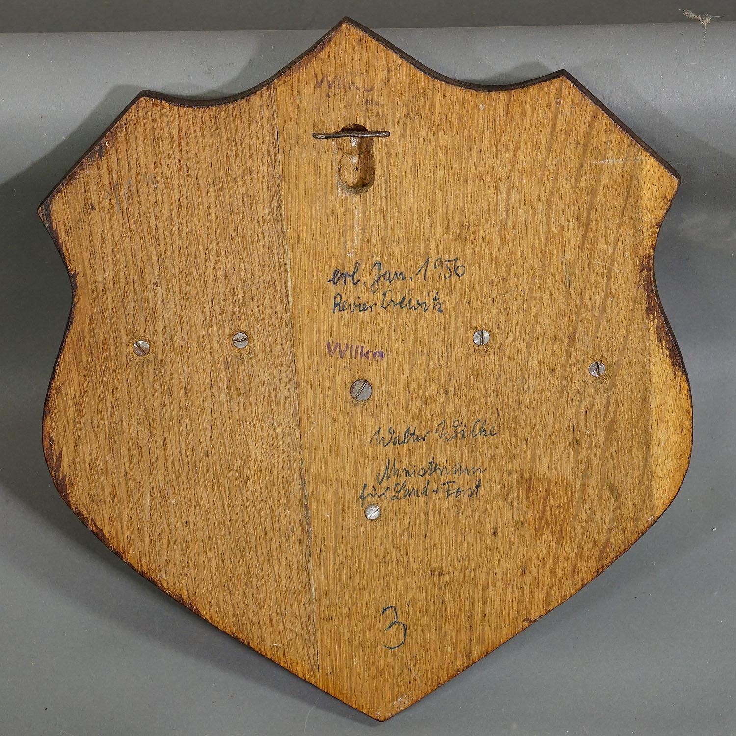Antler Vintage Wild Boar Teeth Trophy on Wooden Plaque, Germany 1956 For Sale