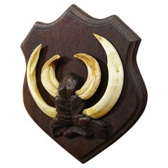 Vintage Wild Boar Teeth Trophy on Wooden Plaque, Germany 1956