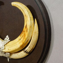 Vintage Wild Boar Teeth Trophy on Wooden Plaque, Germany