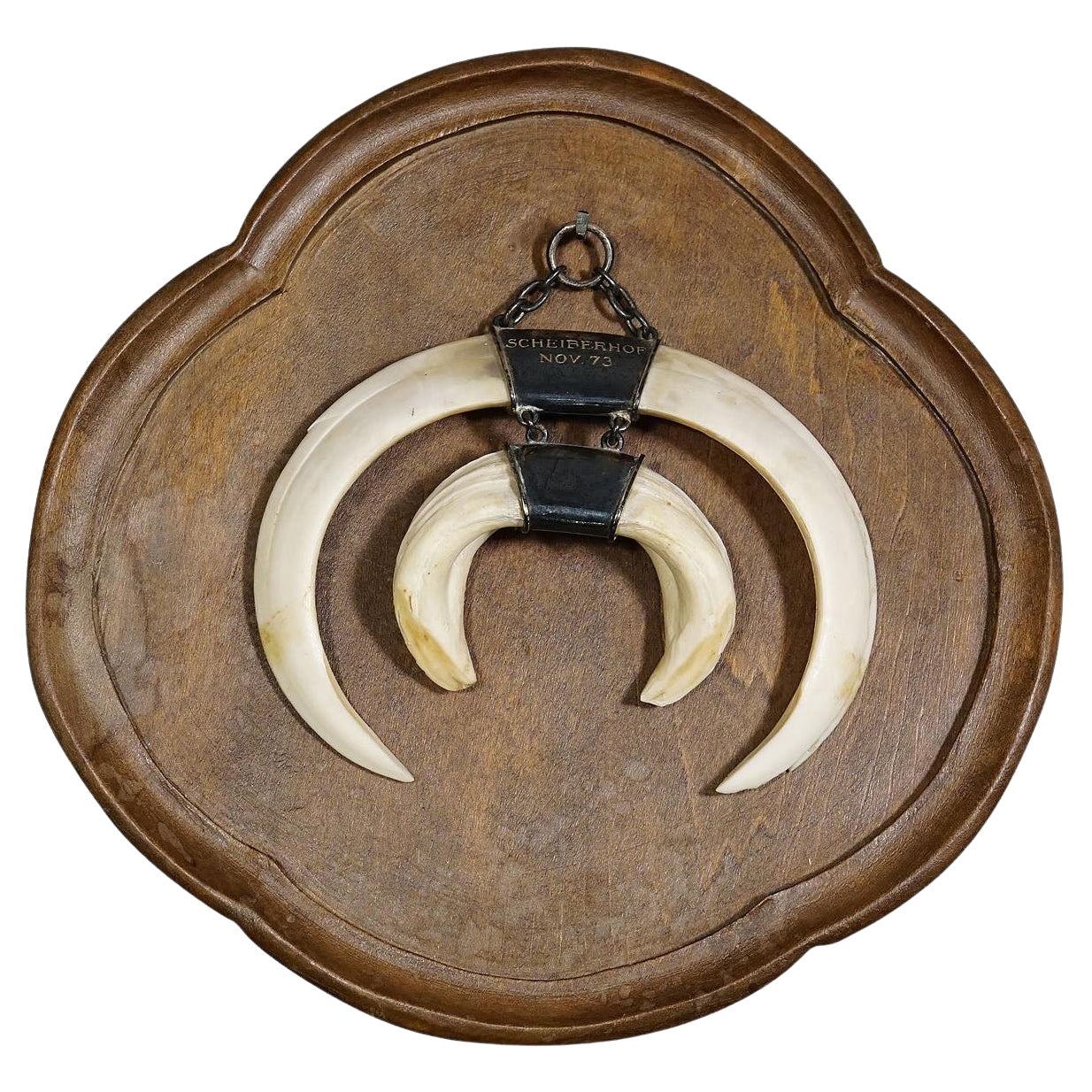 Vintage Wild Boar Trophy on Wooden Plaque, Germany, 1970s