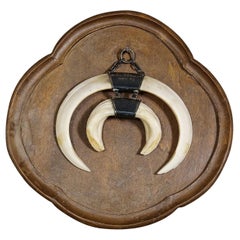 Vintage Wild Boar Trophy on Wooden Plaque, Germany, 1970s