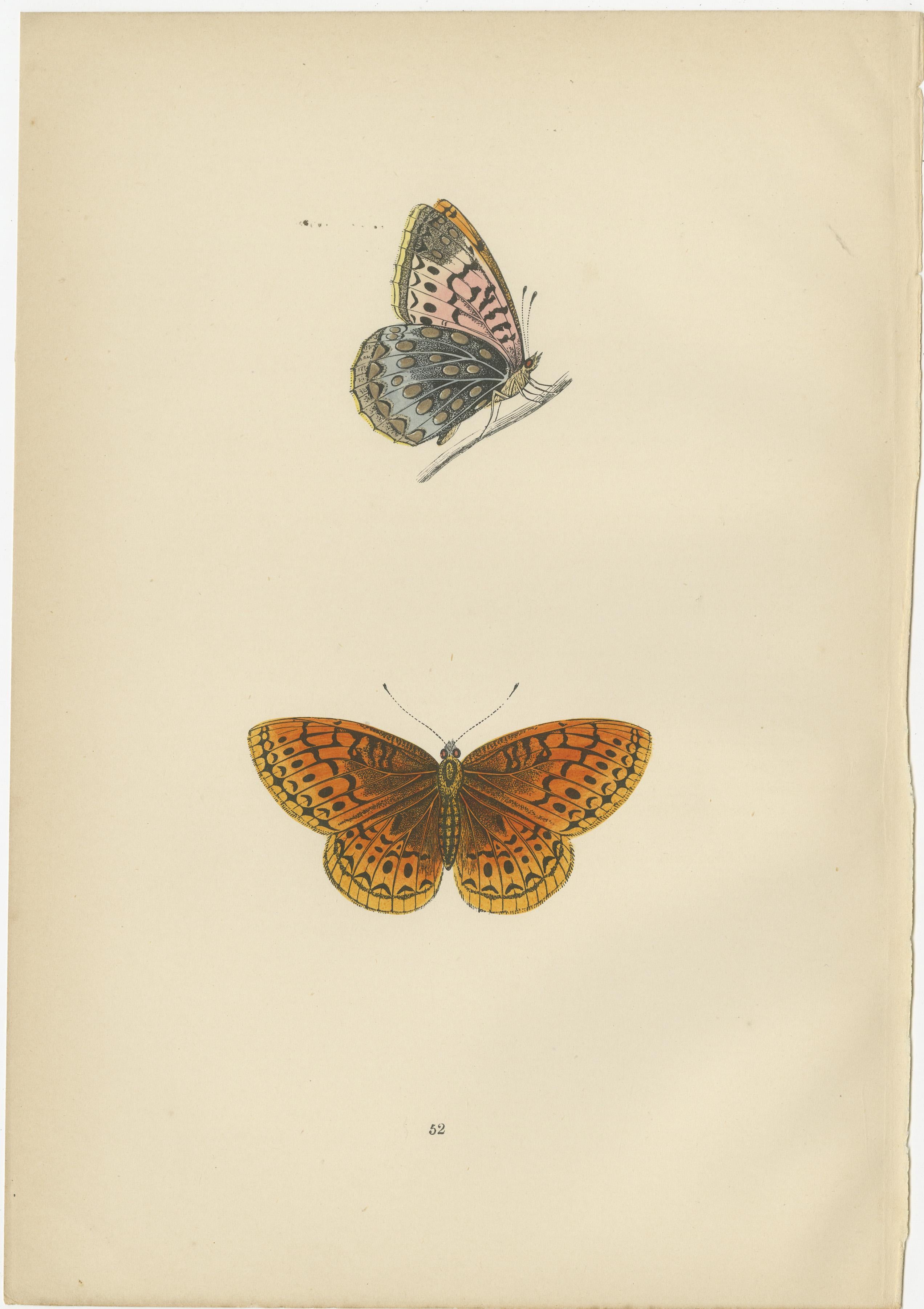 Original Antique prints of butterflies that are hand-colored in the late 19th century. More details about the butterflies:

1. **Venus Fritillary (Argynnis pandora)**: This is not a British species but is found in Southern Europe and across the