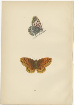 Vintage Wings: The Fritillary and Copper of Morris's 1890 Enchantment