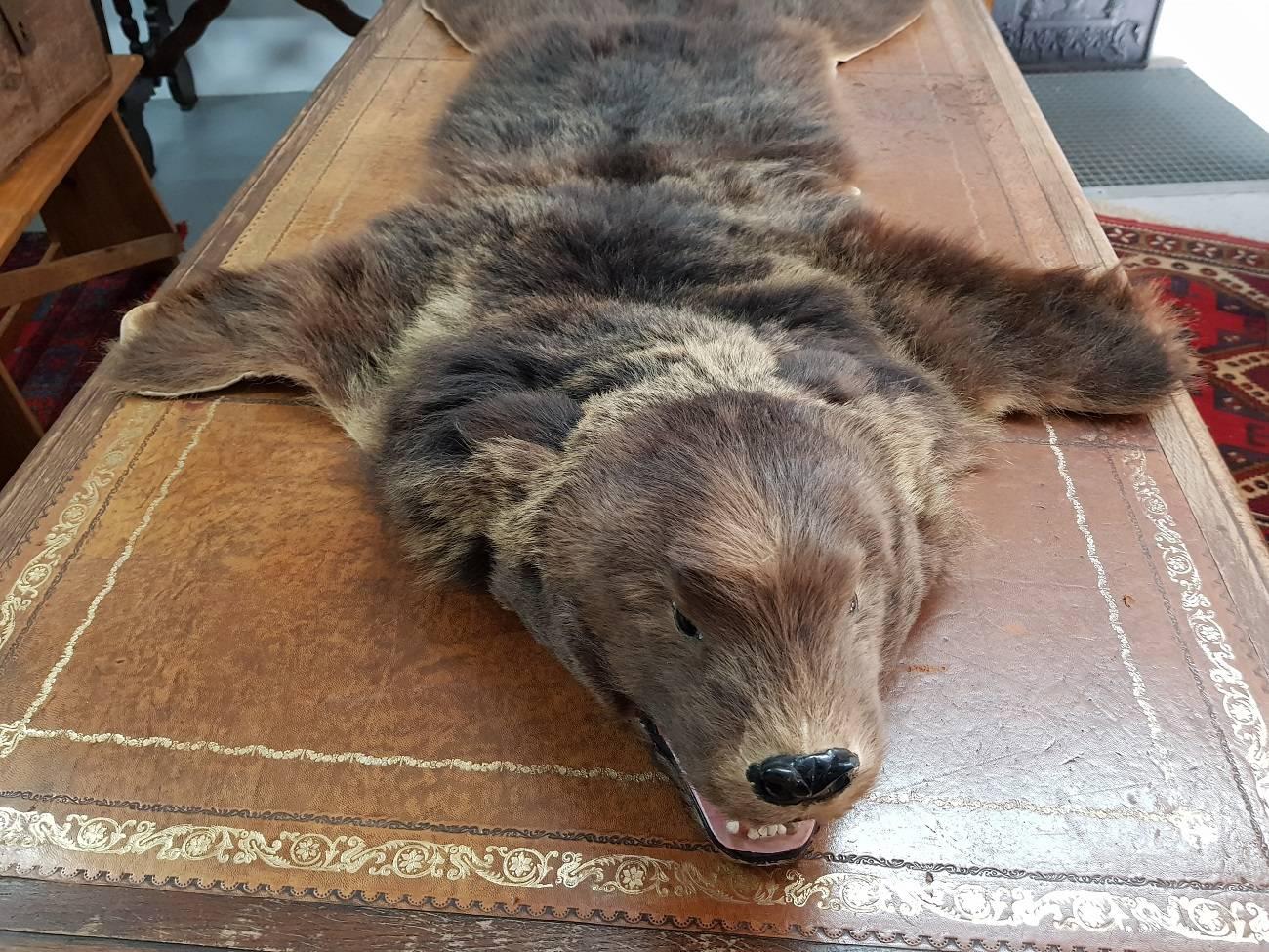 Beautiful and very decorative vintage wolverine skin from the 1960s-1970s and in very good condition, definitely a cool floor decoration for every interior.

The measurements are,
Depth 95 cm/ 37.4 inch.
Width 150 cm/ 59 inch.
Height 18 cm/ 7