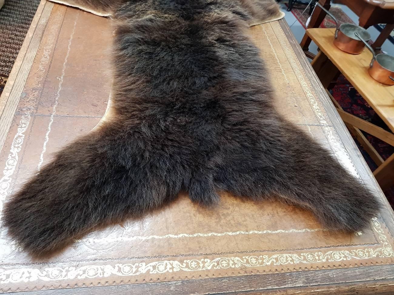 20th Century Vintage Wolverine Skin as a Floor Rug, from the 1960s-1970s