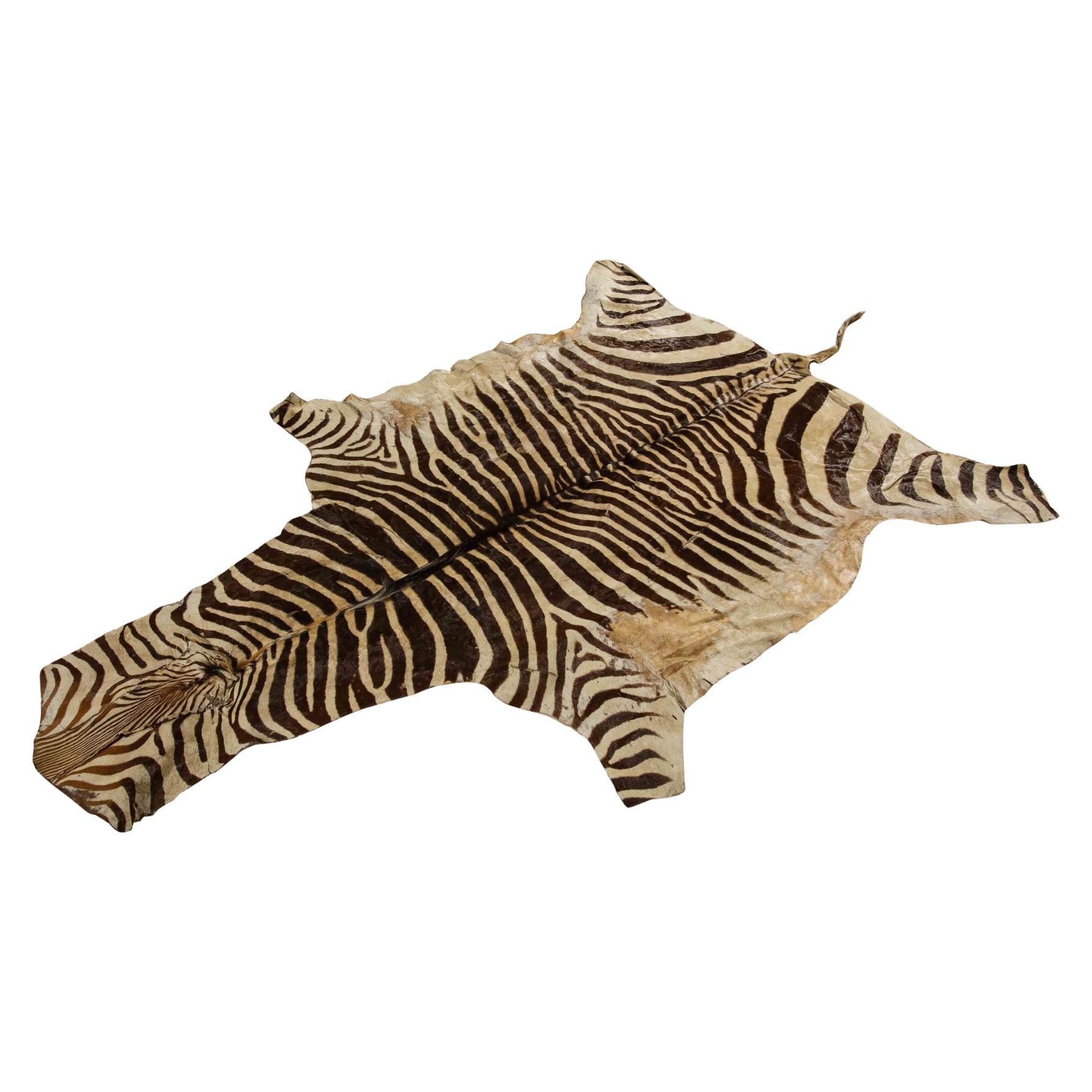 Trophy Grade Zebra Hide For Sale at 1stDibs