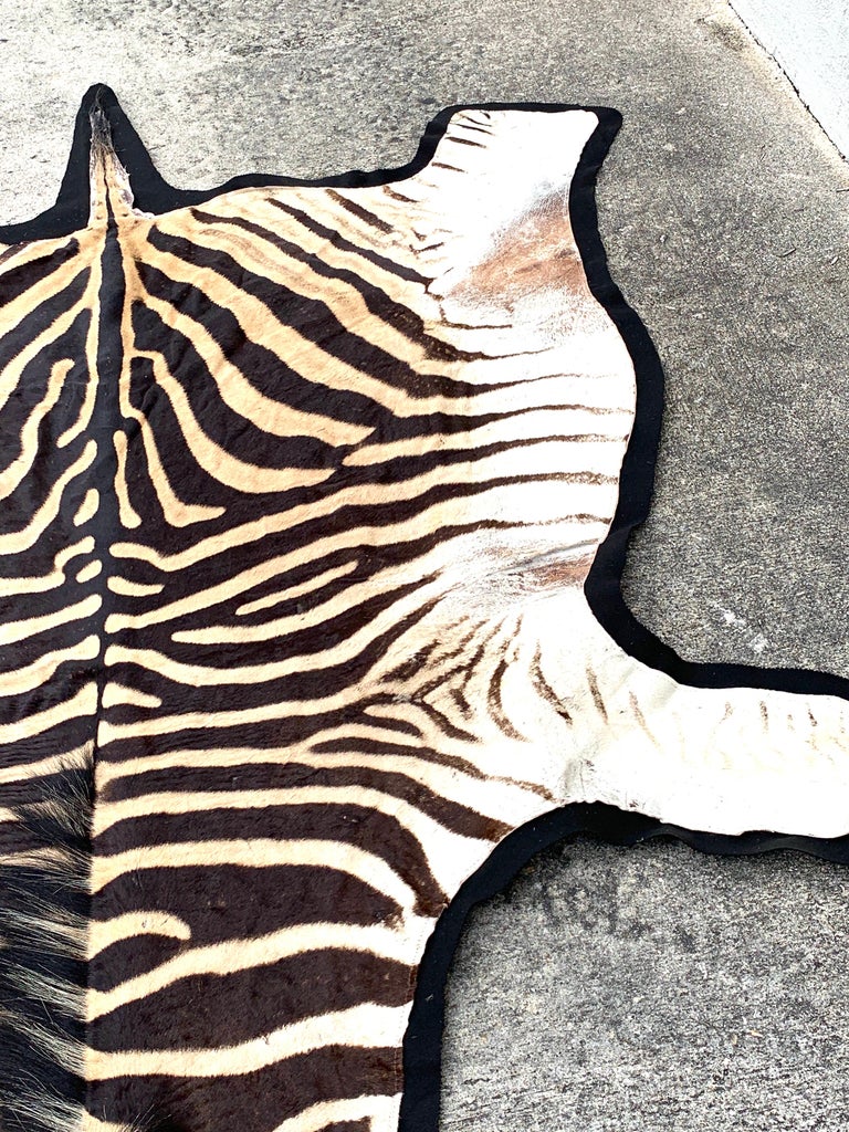 Vintage Zebra Hide Rug, Newly Backed at 1stDibs