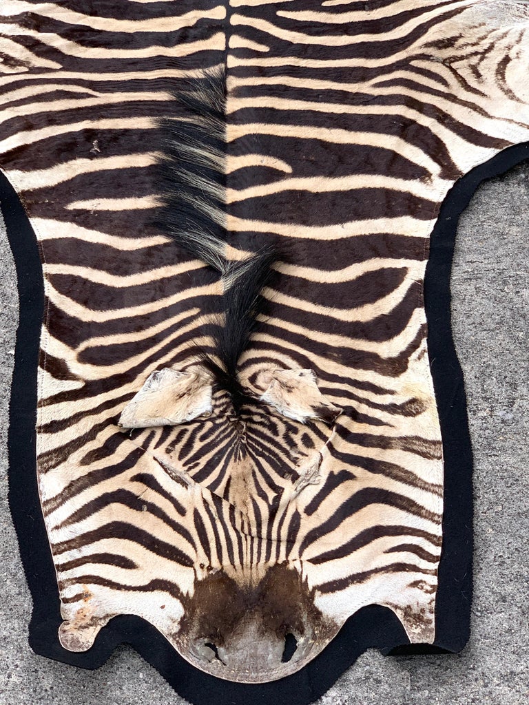 Vintage Zebra Hide Rug, Newly Backed at 1stDibs