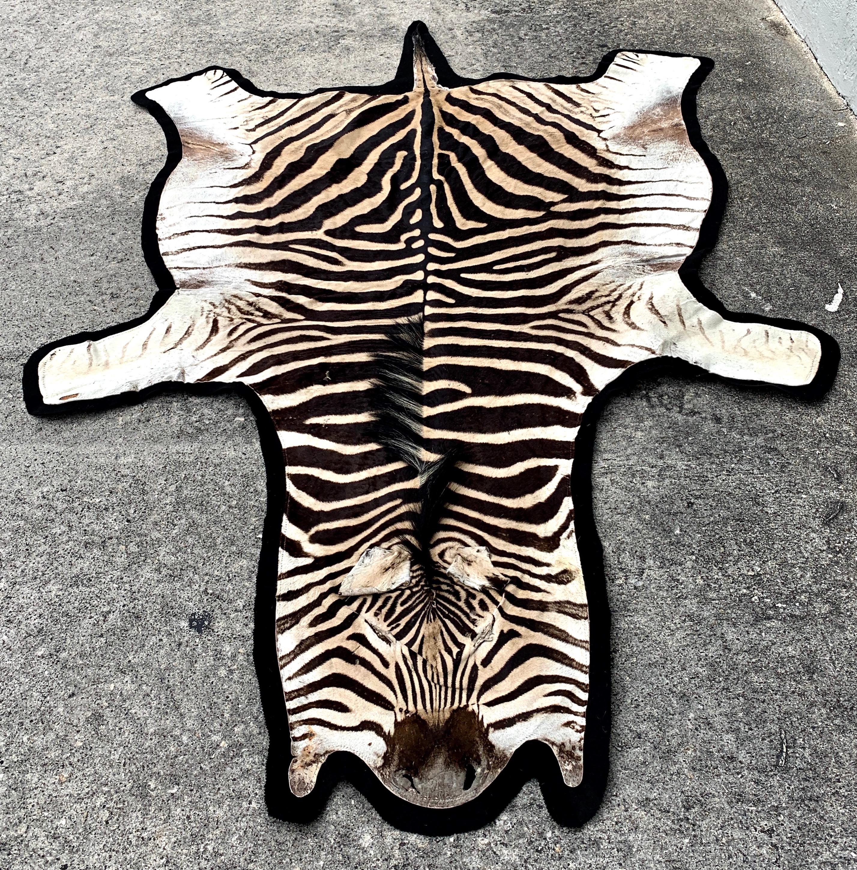 Vintage Zebra Hide rug, newly backed, Exceptional large size 10 feet long x 6 feet wide, 52