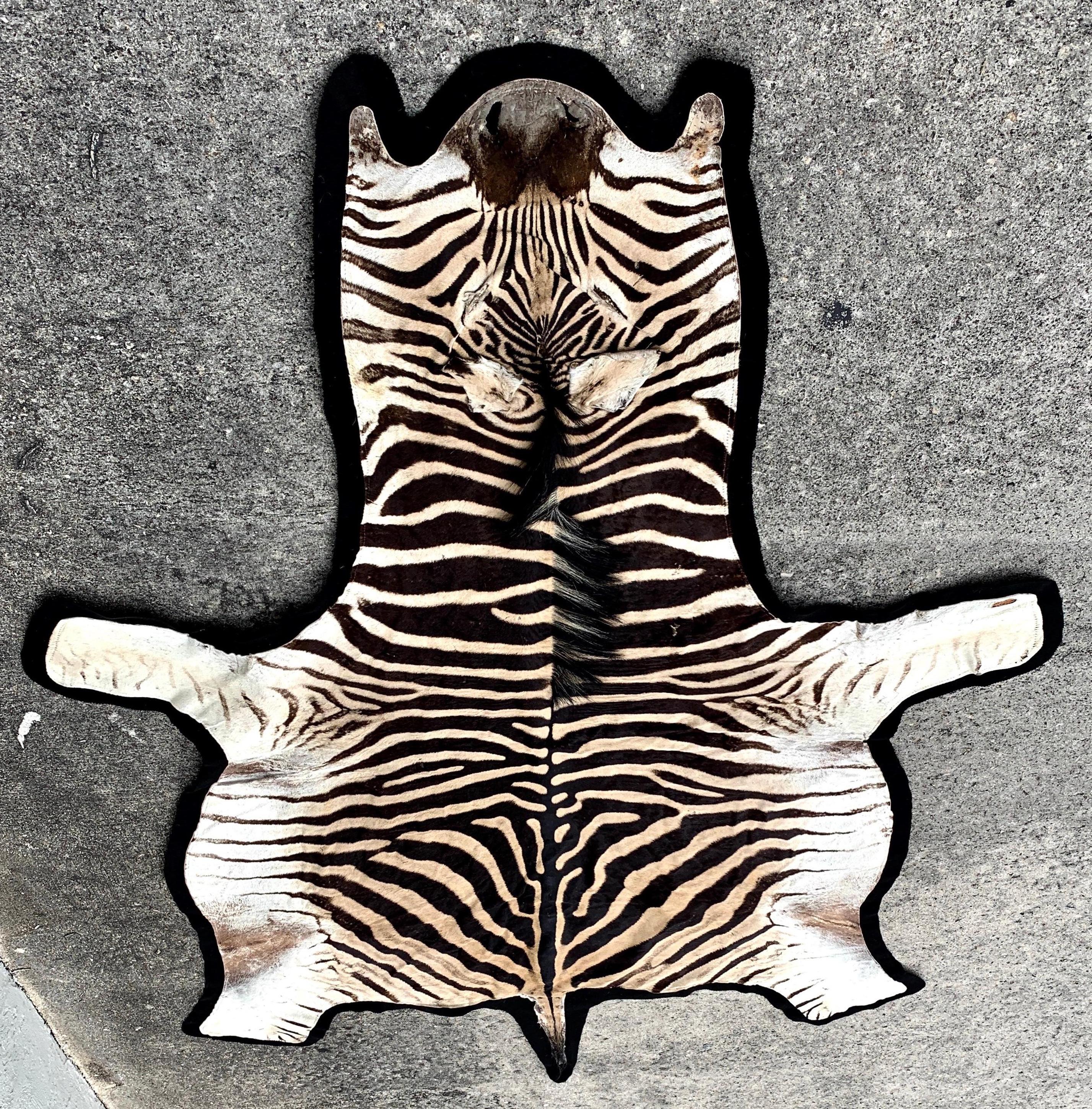 South African Vintage Zebra Hide Rug, Newly Backed