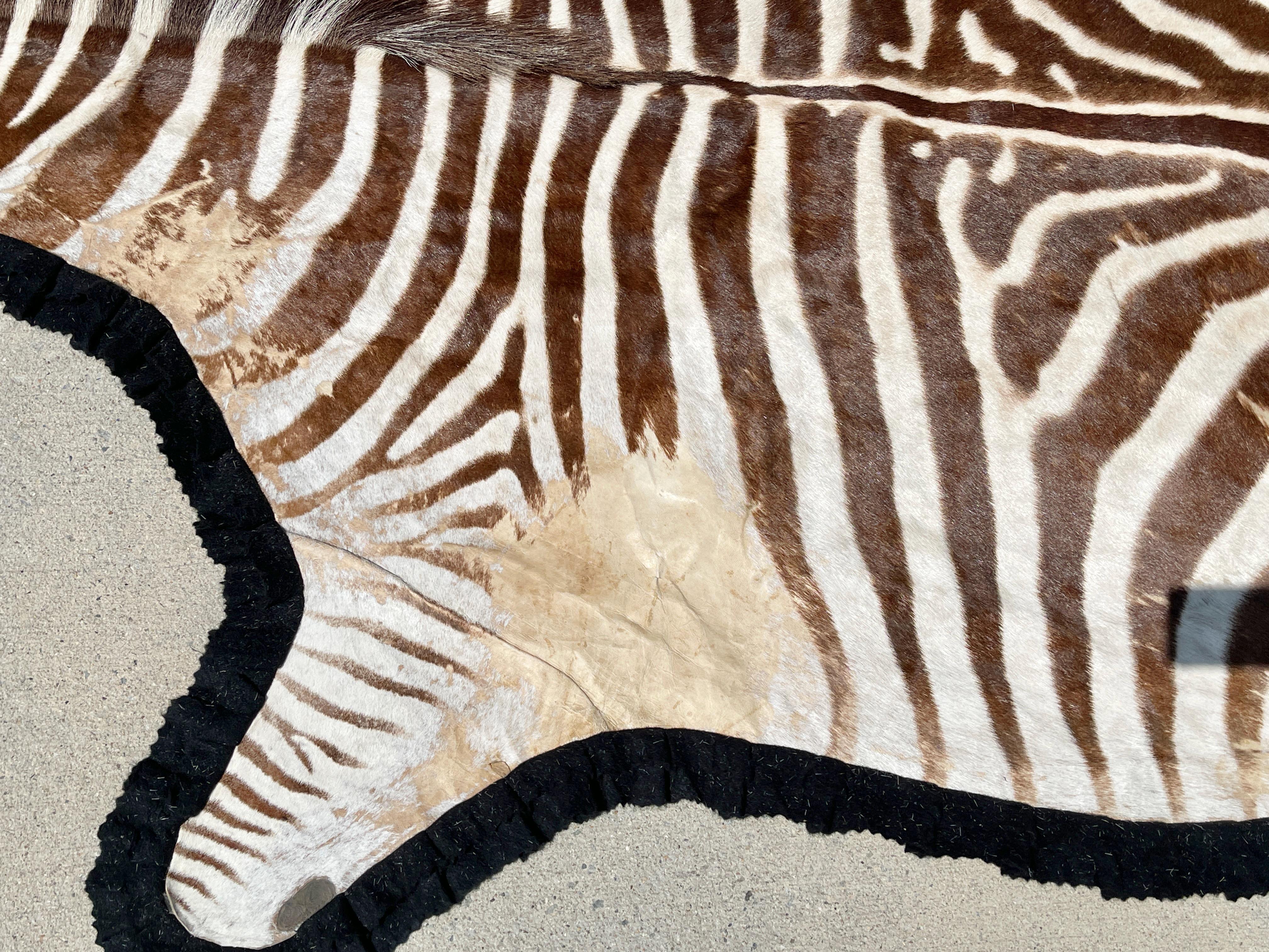 Vintage Zebra Hide Rug with Felt Back 7