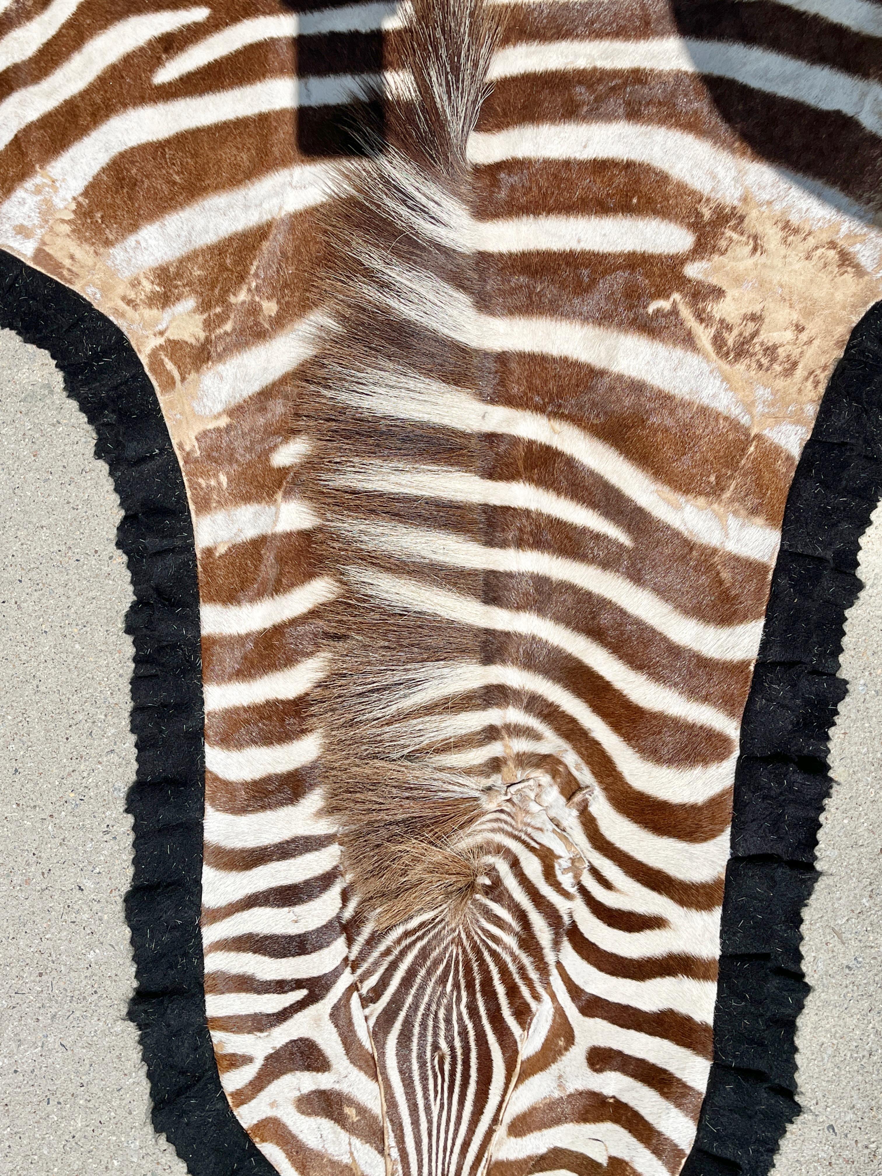 Vintage Zebra Hide Rug with Felt Back 8