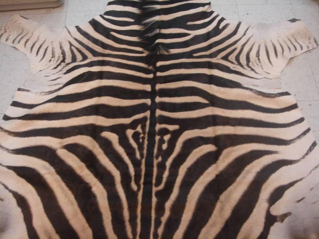 Vintage and authentic zebra skin area rug, Africa, circa 1980.

This rug is new old stock; never used and in excellent condition.

Available without backing (as shown) or with invisible backing, leather piping or black felt trim (additional