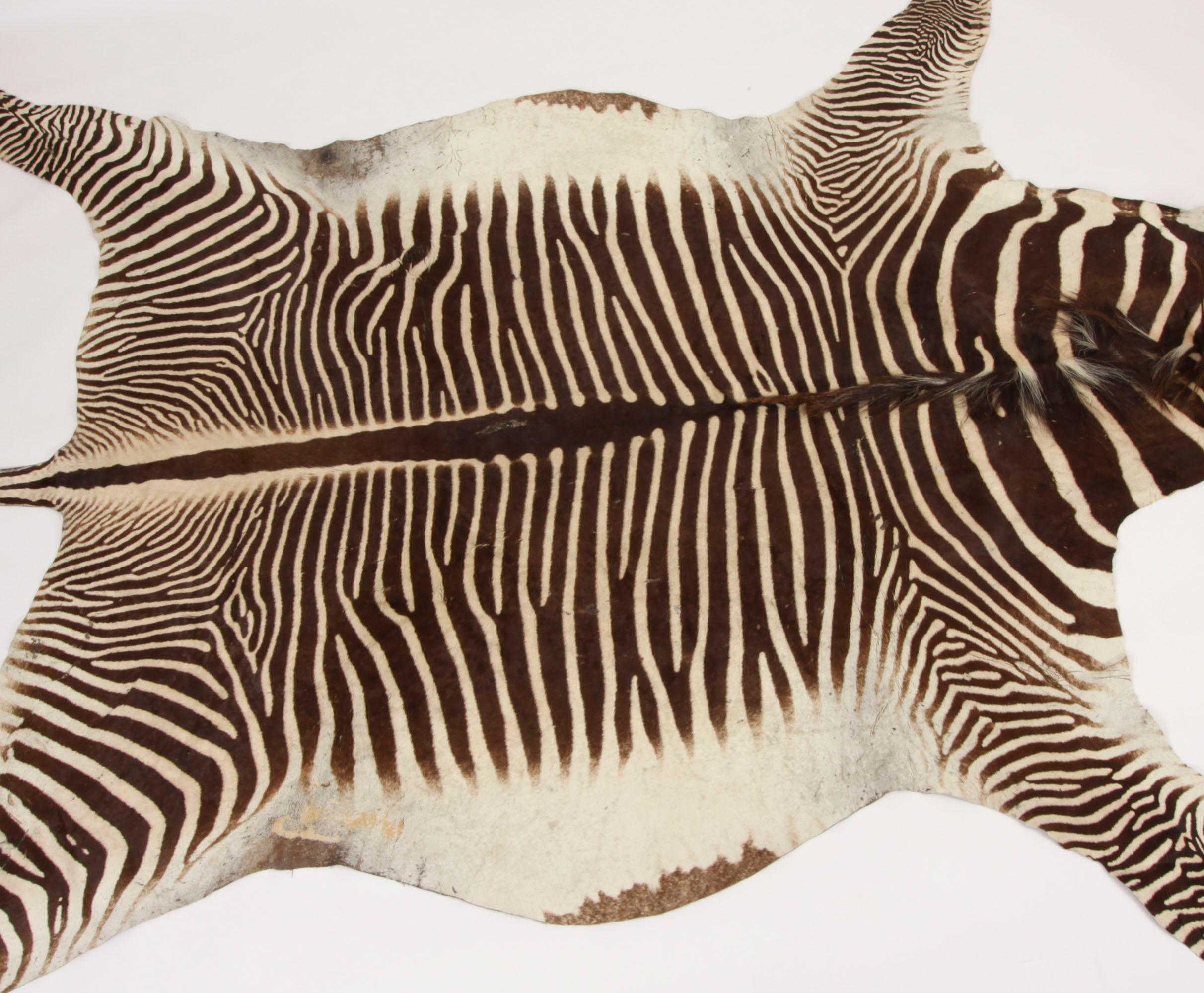A lovely taxidermy Burchell's Zebra skin rug with mane and tail, circa 1950 in date.

Beautifully well marked striped zebra hide (Equus quagga burchelli), has a flat head.

Please note: as there are approximately 240,000 Burchill's Zebra in the