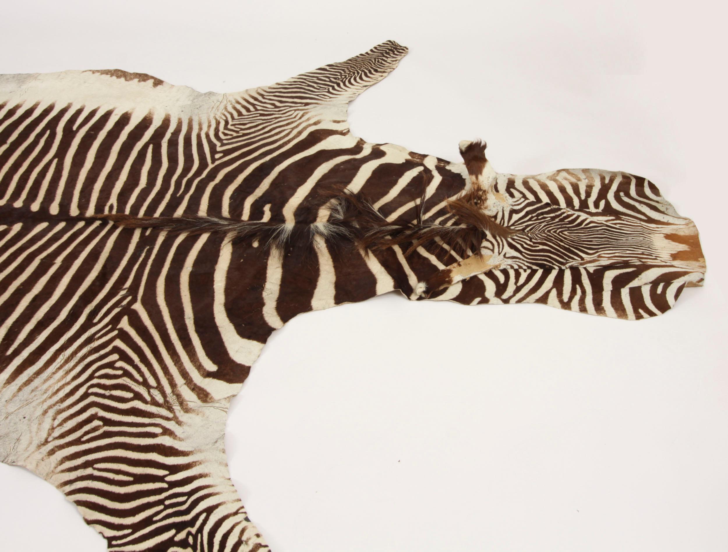 Vintage Zebra Skin Taxidermy Rug Circa 1950 For Sale at 1stDibs