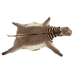 Retro Zebra Skin Taxidermy Rug Circa 1950