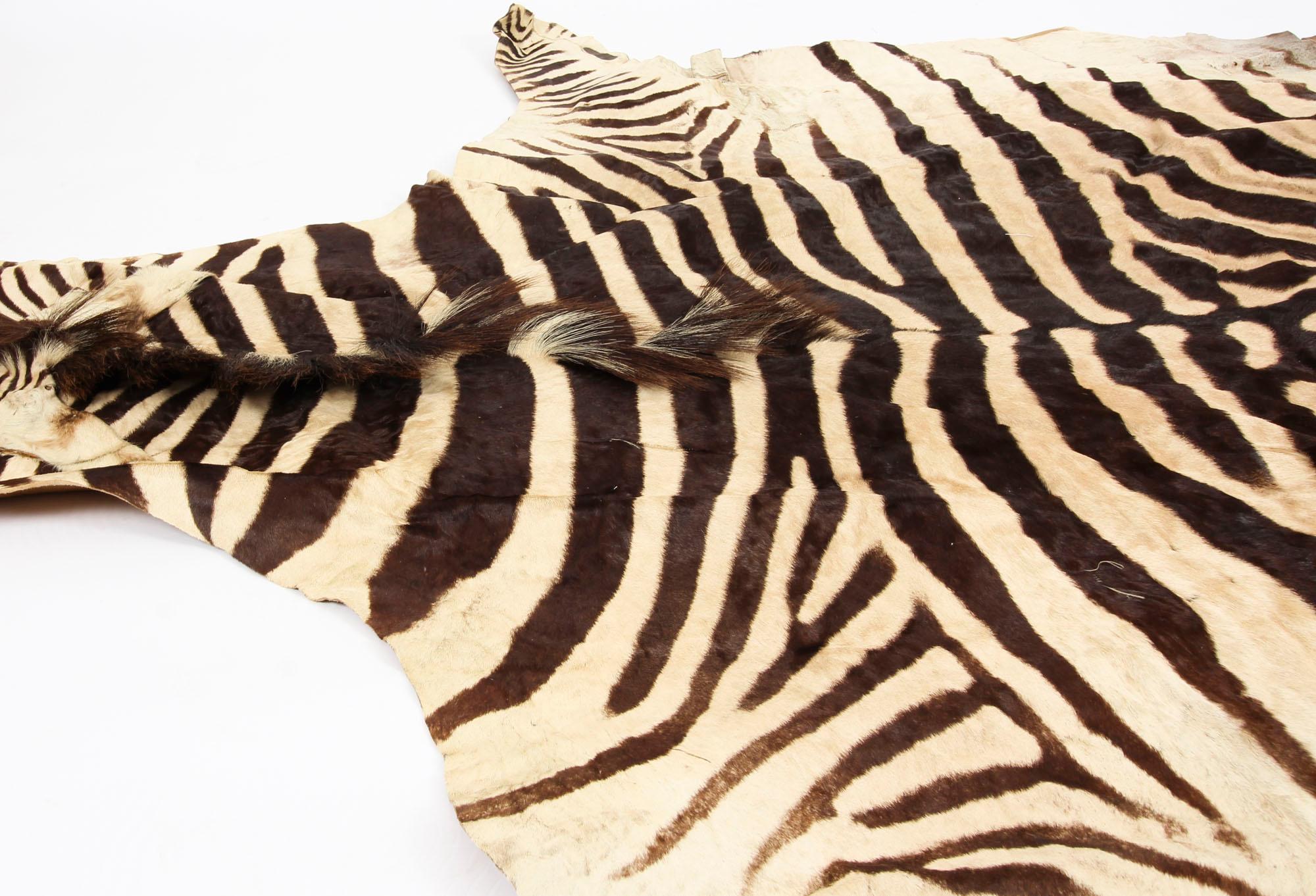 A lovely taxidermy Burchell's Zebra skin rug, circa 1970 in date.

Beautifully well marked striped zebra hide (Equus quagga burchelli), has a flat head.

Please note: as there are approximately 240,000 Burchill's Zebra in the wild, this species