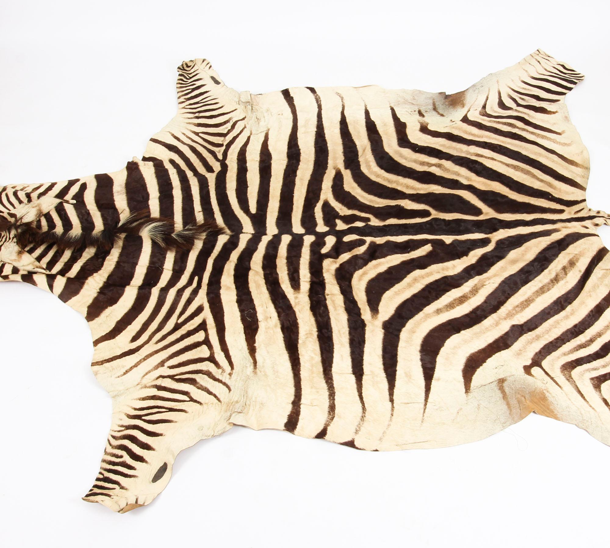Vintage Zebra Skin Taxidermy Rug, Late 20th Century at 1stDibs ...