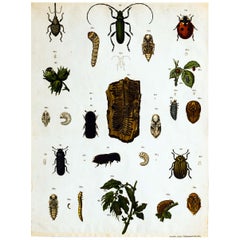 Vintage Zoological Wall Chart