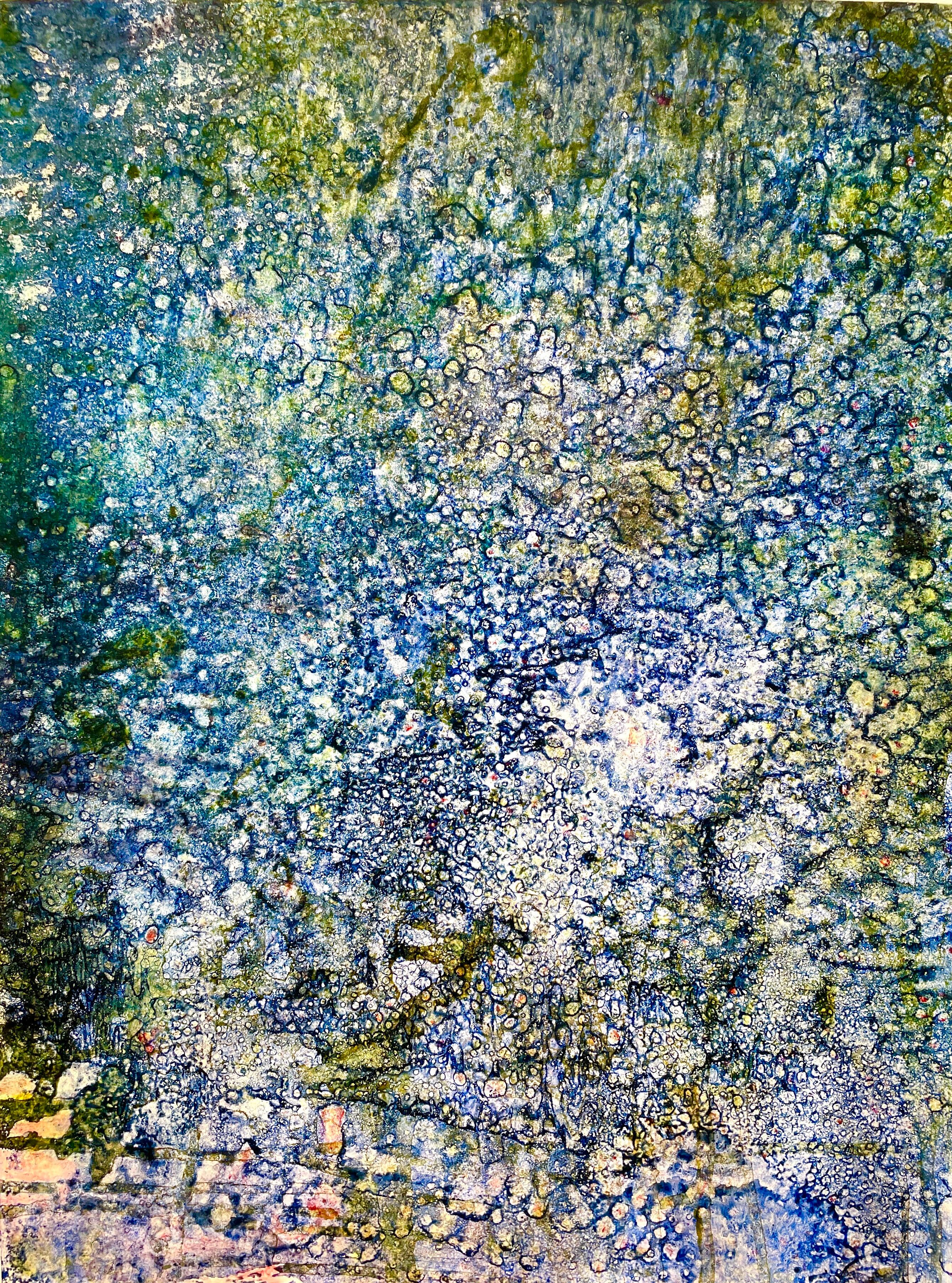 Corallium 41