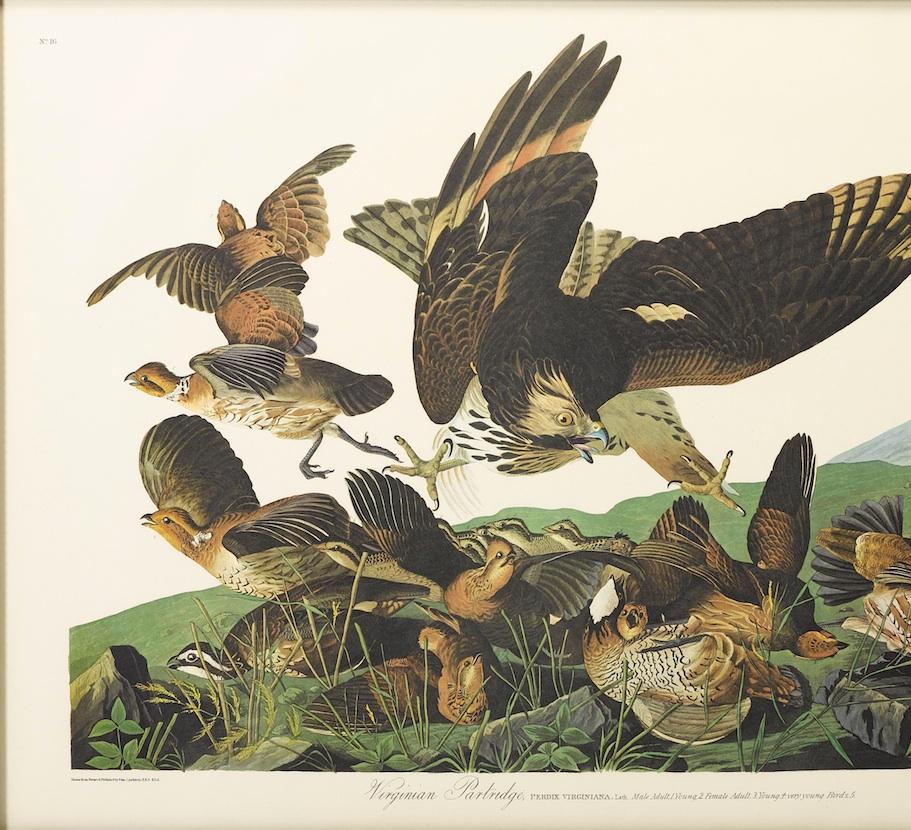 This is a stunning color lithograph of the “Virginian Partridge”, plate 76, from the 1971-1972 “Amsterdam Audubon” edition of James John Audubon’s epic ornithological masterpiece, “The Birds of America”. 

In October 1971, employing the most