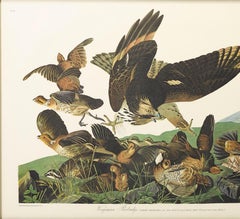Virginian Partridge, Plate 76, Amsterdam Audubon Edition
