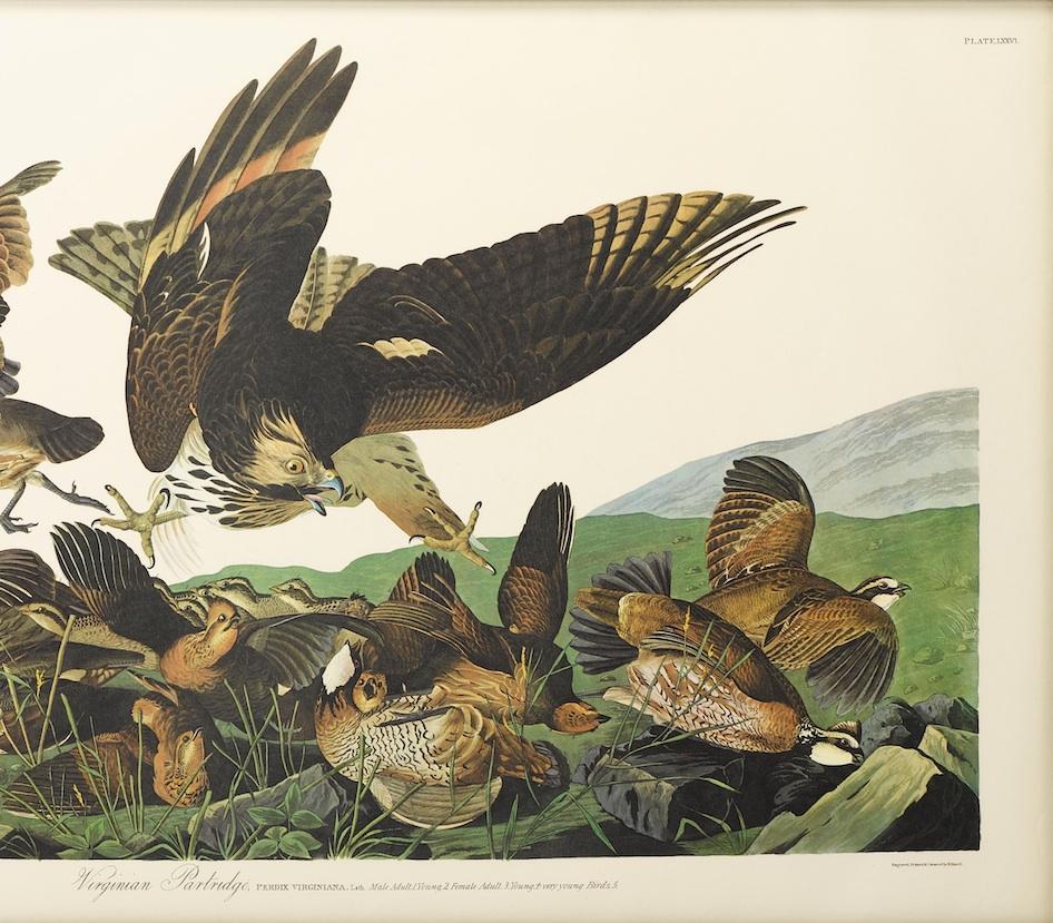 Dutch Virginian Partridge, Plate 76, Amsterdam Audubon Edition