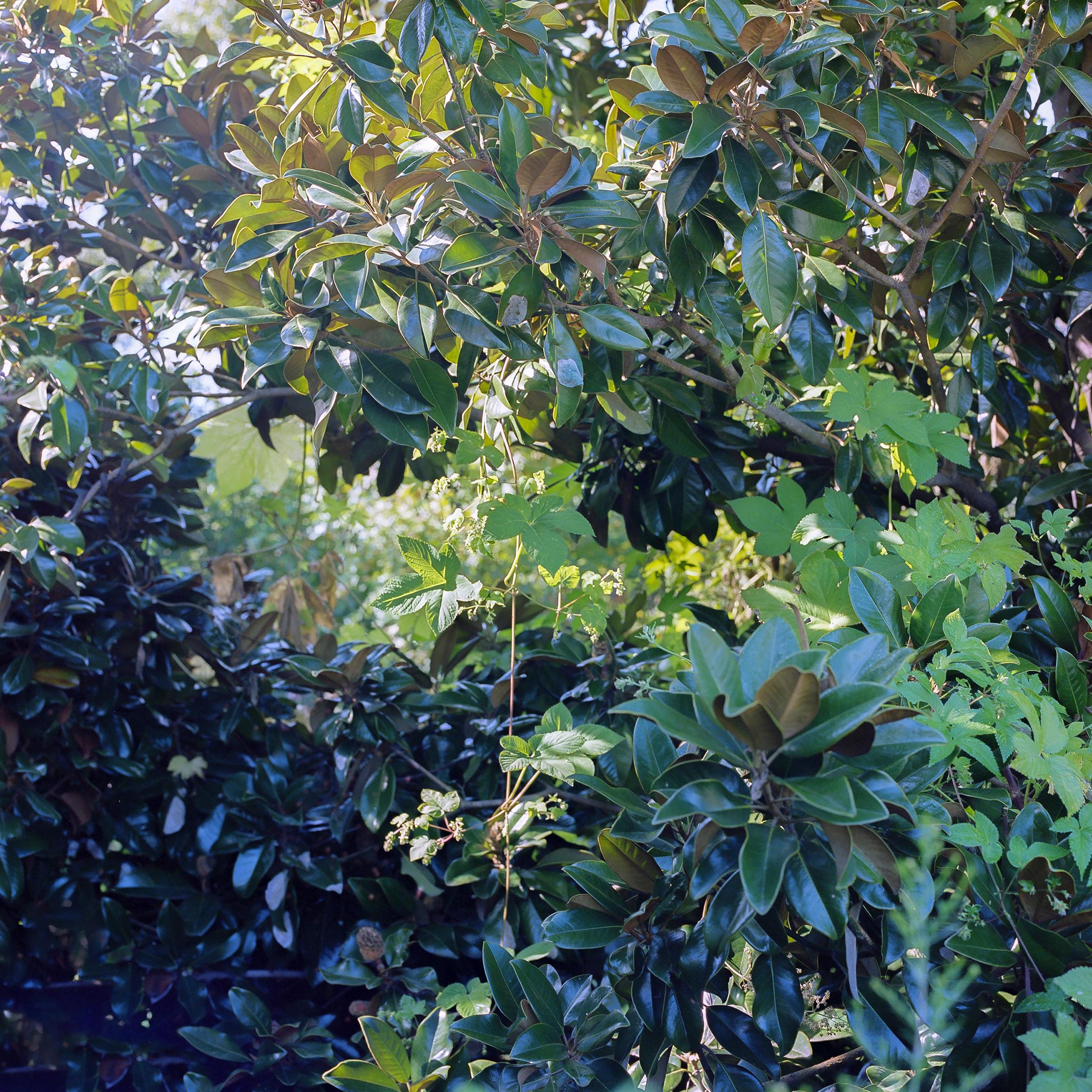 Virginie Kippelen-Drujon Color Photograph - 'BeltLine 1' - film photography - wild nature - magnolia - vines - green