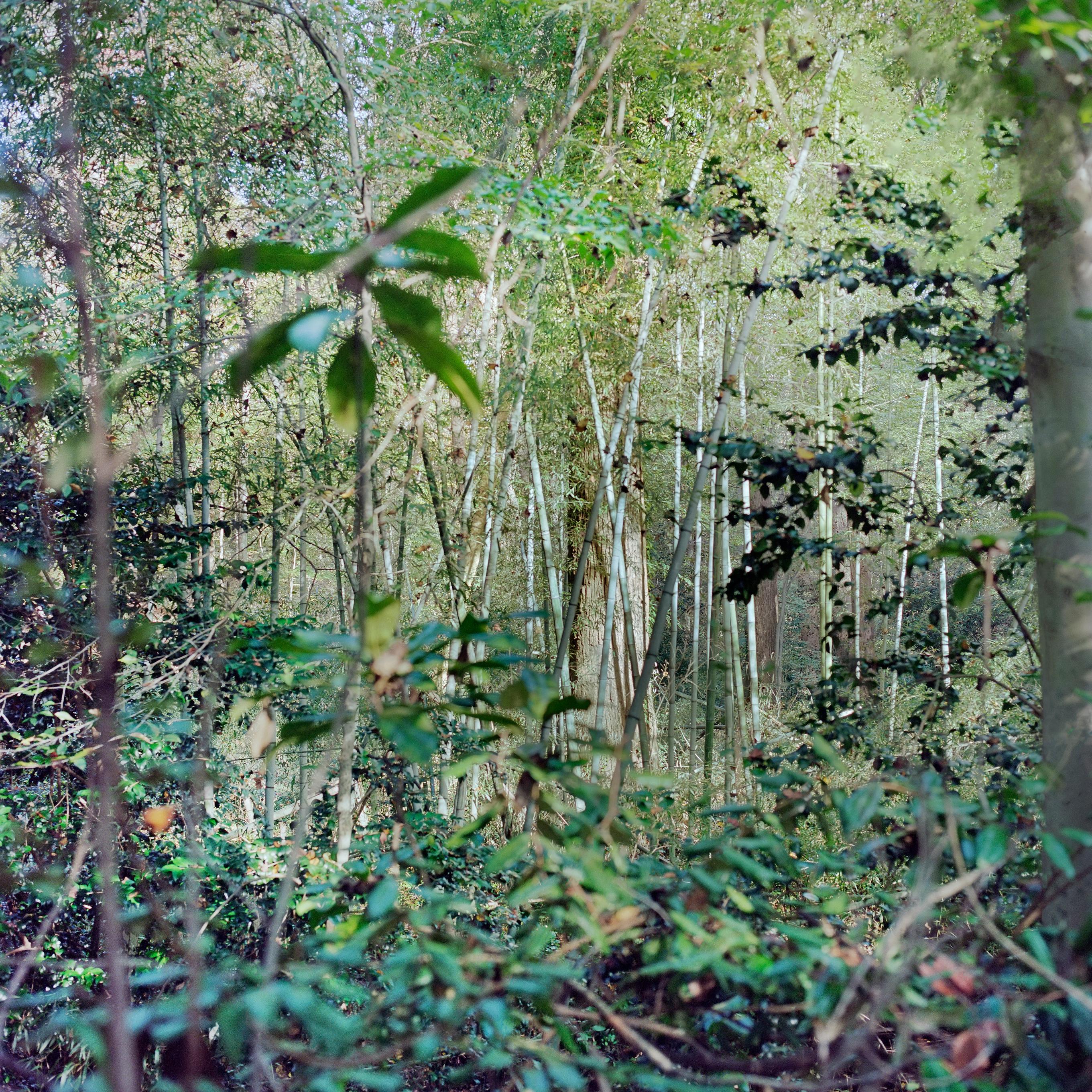 Virginie Kippelen-Drujon Landscape Photograph - 'Frazer 1' - film photography - wild nature - vines - skyscape - trees - green