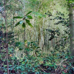Frazer 1" - Filmfotografie - wilde Natur - Reben - Himmelslandschaft - Bäume - grün