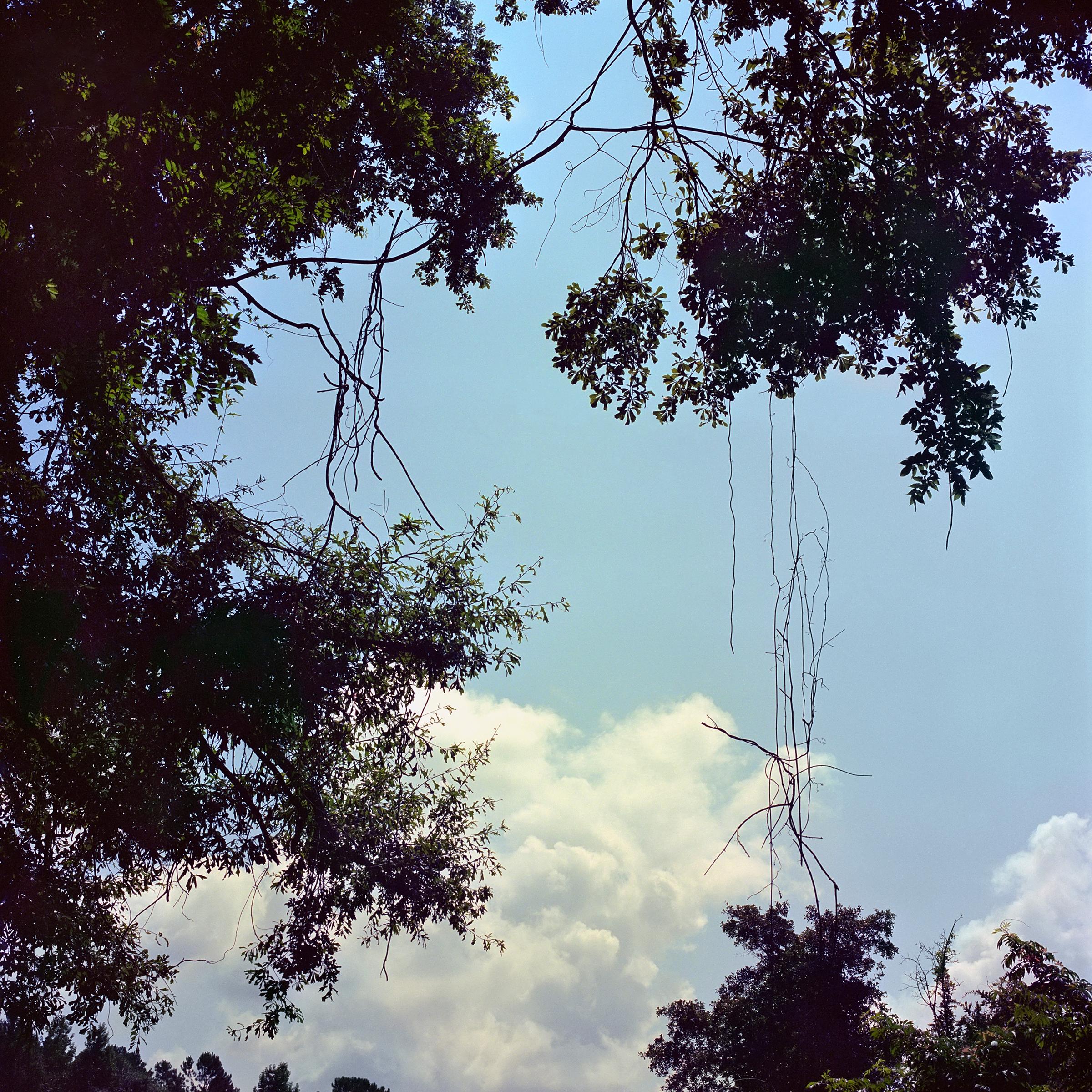 Virginie Kippelen-Drujon Landscape Photograph - 'Legacy Blue' - film photography - wild nature - vines - skyscape - clouds