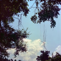 'Legacy Blue' - film photography - wild nature - vines - skyscape - clouds