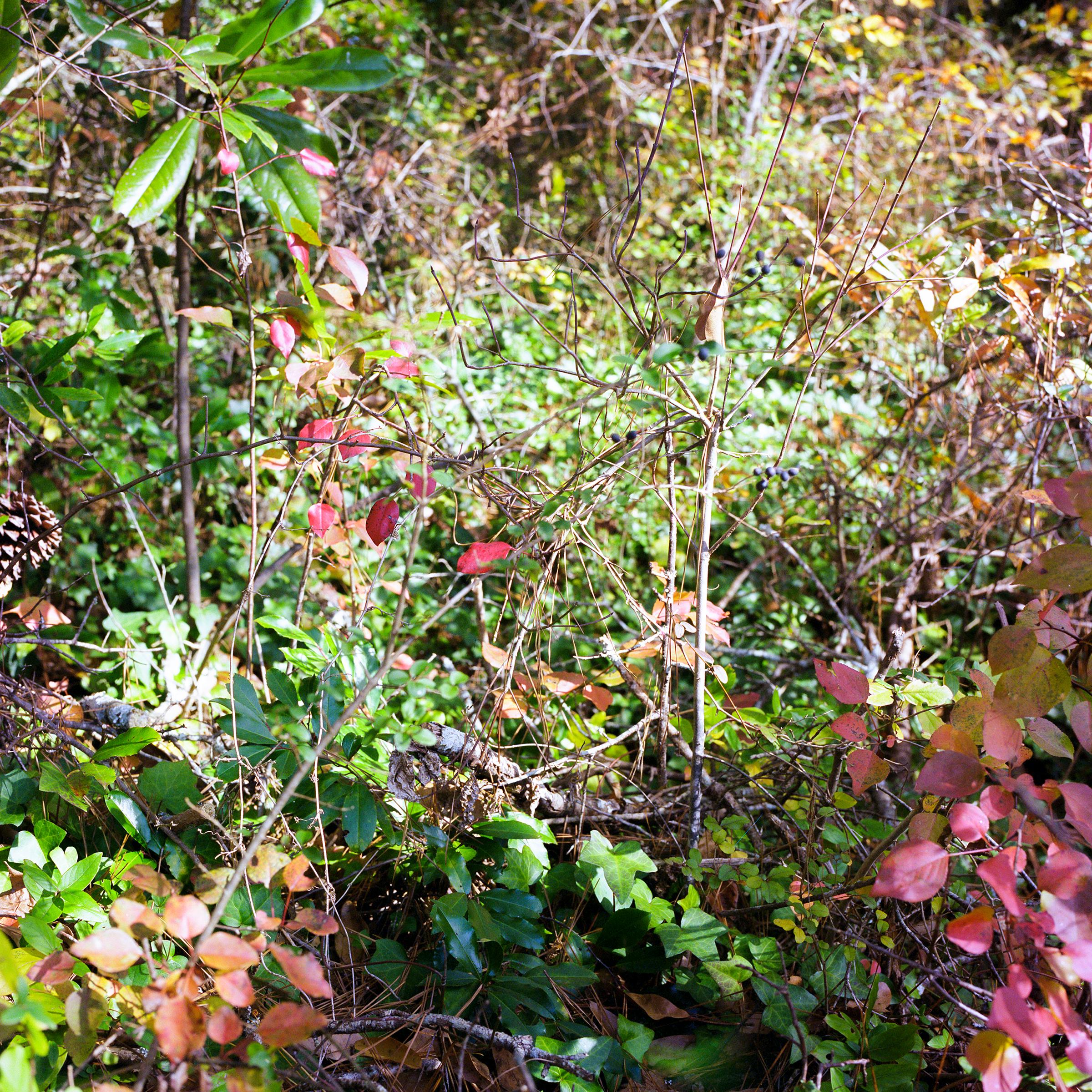 Virginie Kippelen-Drujon Landscape Photograph - 'Legacy Red' - film photography - wild nature - magnolia - vines - green