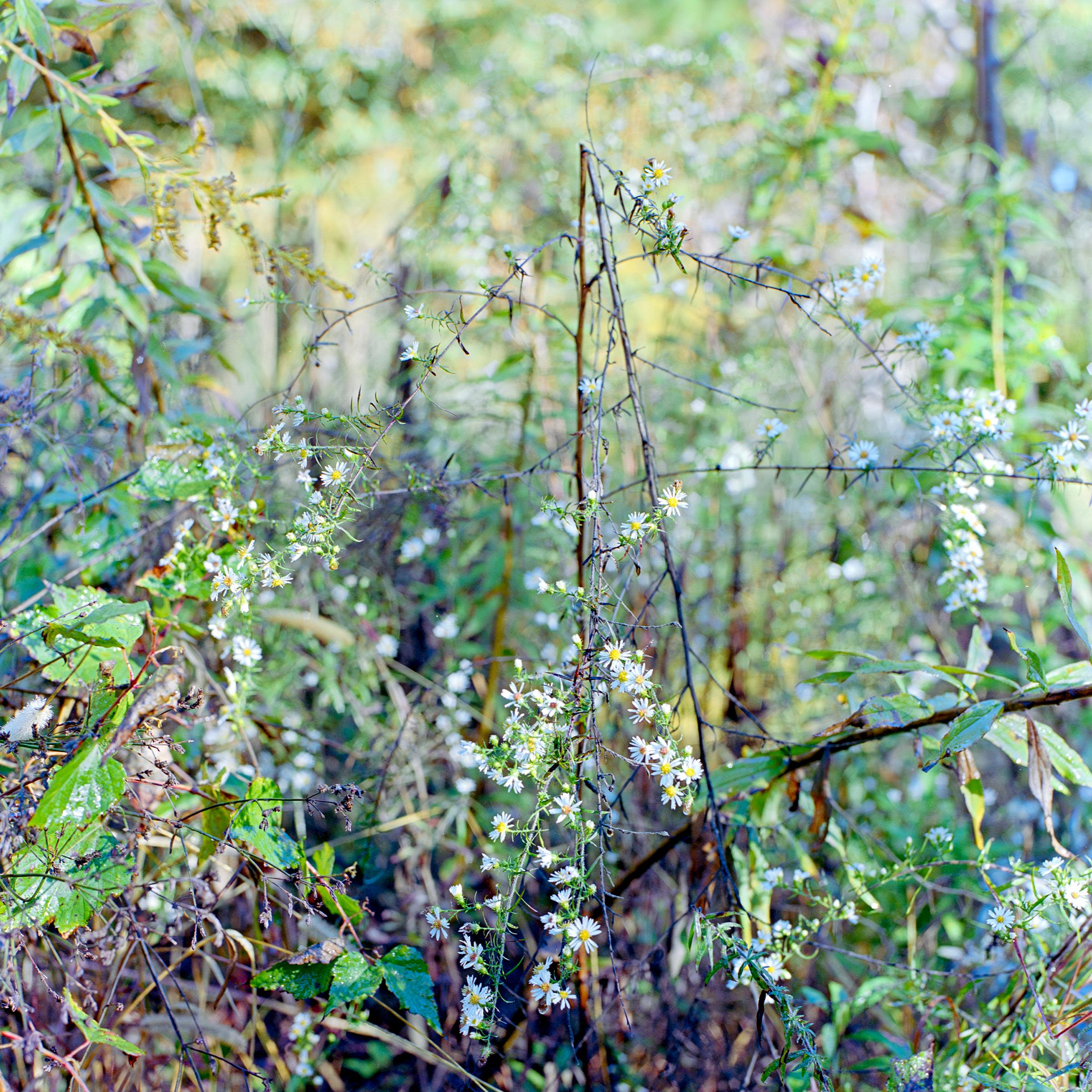 Virginie Kippelen-Drujon Landscape Photograph - 'Legacy White' - film photography - wild nature - magnolia - vines - green