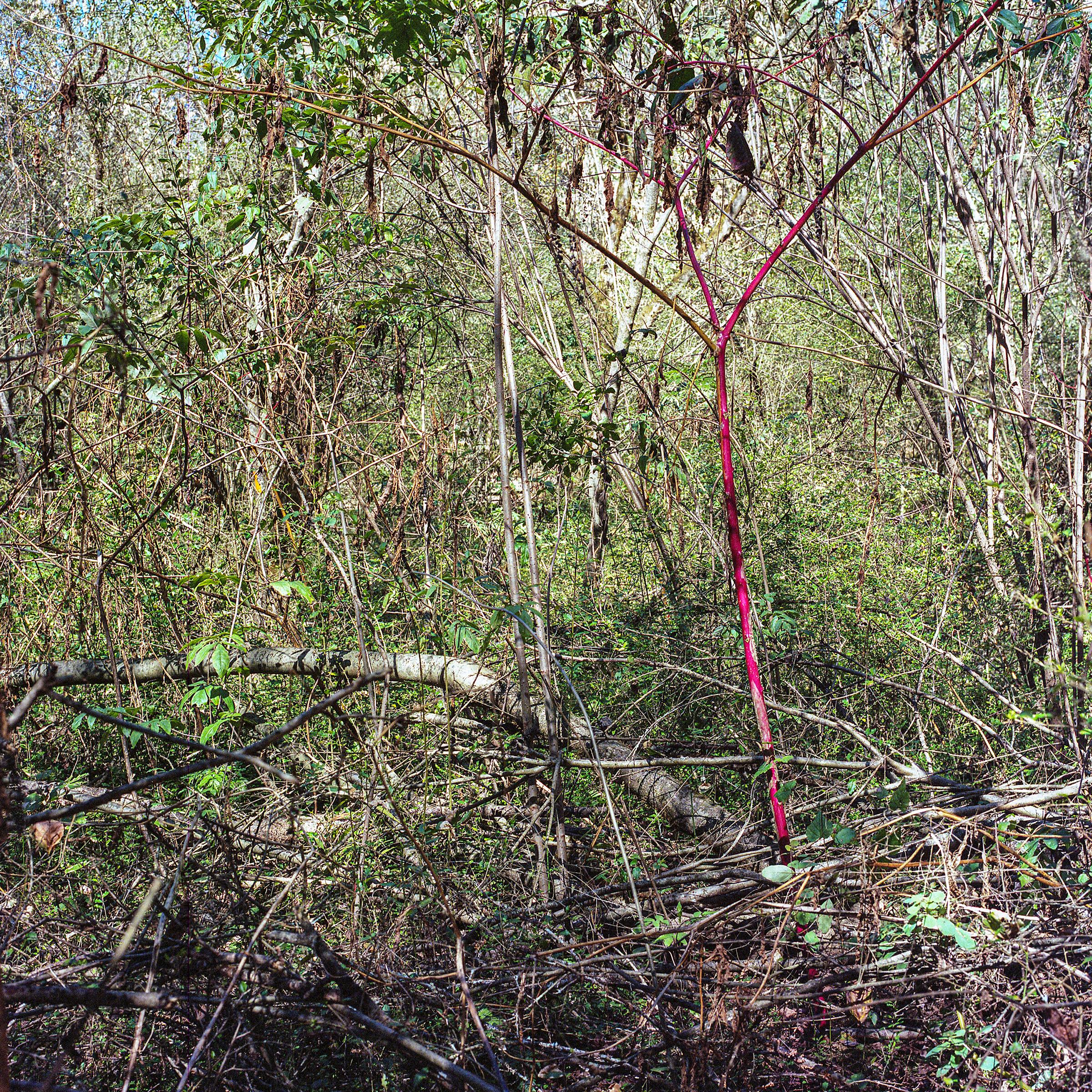 Virginie Kippelen-Drujon Landscape Photograph – 'Mason Red Poke' - Filmfotografie - wilde Natur - Magnolie - Reben - grün