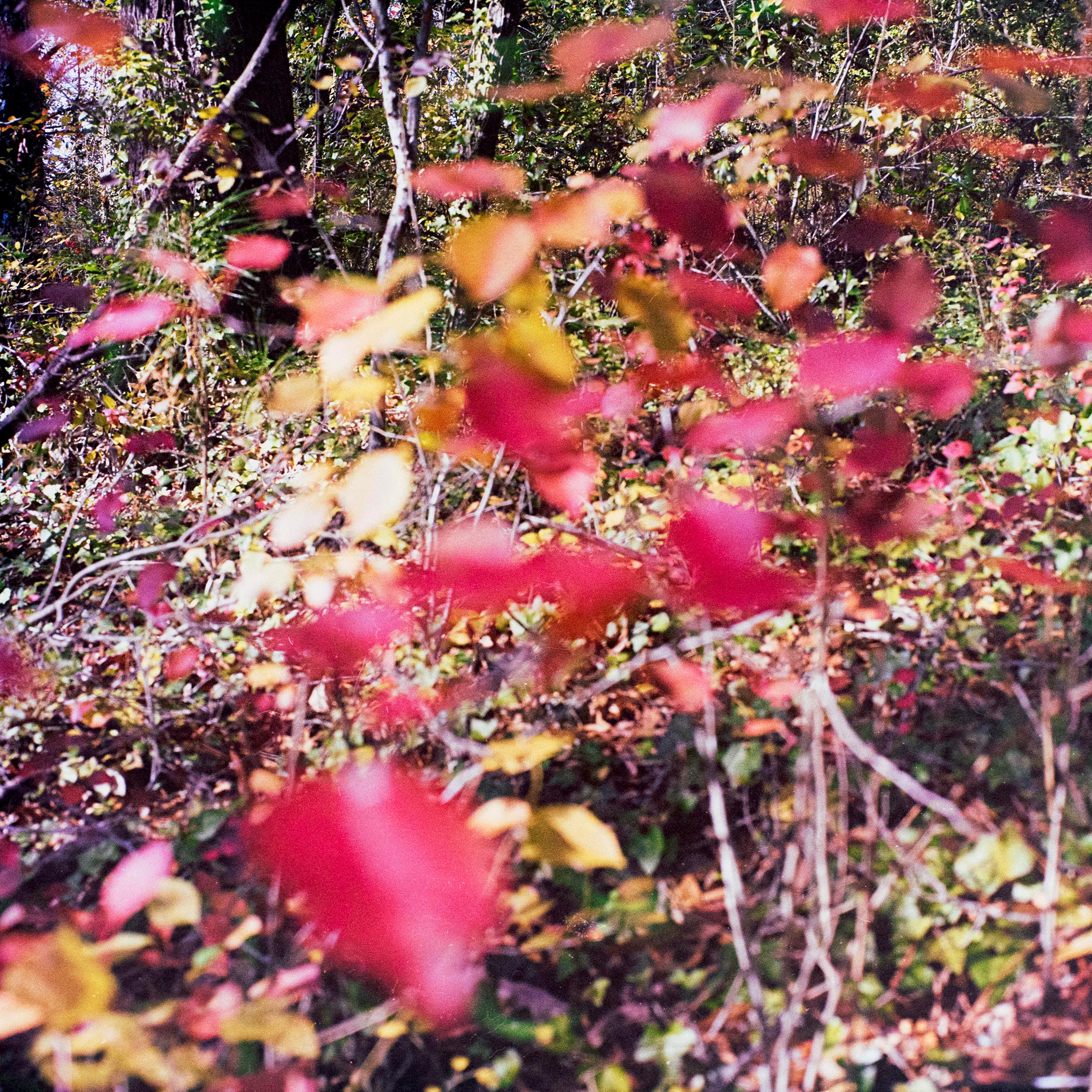 Virginie Kippelen-Drujon Color Photograph – „Rote Blätter“ – Filmfotografie – Natur – Herbst – Blätter – Wildnis 
