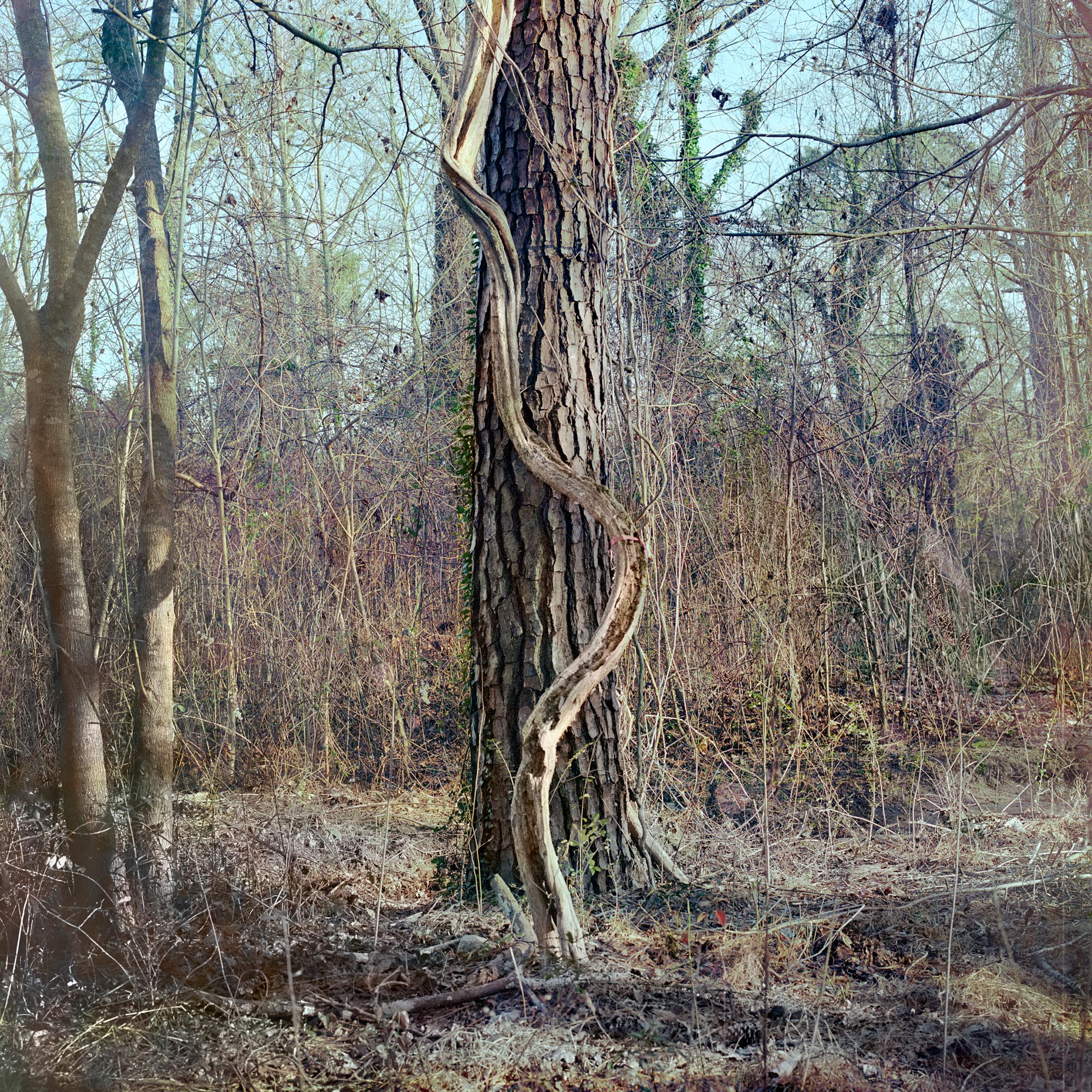 Virginie Kippelen-Drujon Landscape Photograph - 'Zonolite Vine+Pine' - film photography - wild nature - vines - winter