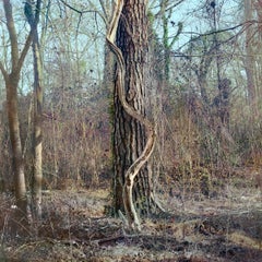 'Zonolite Vine+Pine' - Filmfotografie - wilde Natur - Reben - Winter