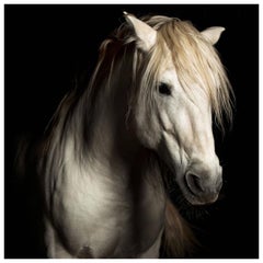 "Virtue," Framed Color Horse Photo by Lisa Houlgrave
